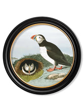 C.1838 Audubon's Puffins in Round Frame