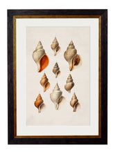 C.1848 Studies of Shells