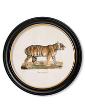 C.1824 Tiger in Round Frame