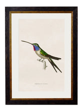 C.1833 Hummingbirds